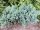 Zwergwacholder Blue Star (Juniperus squamata)
