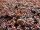 Zwerg-Blutberberitze (Berberis thunbergii Atropurpurea Nana)