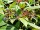 Immergrüner Kissenschneeball (Viburnum davidii)