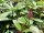 Immergrüner Kissenschneeball (Viburnum davidii)