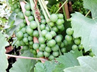 Weinrebe weißer Wein Seyval Blanc (Vitis)