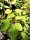 Kiwi selbstbefruchtend (Actinidia chinensis Solo)