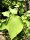 selbstbefruchtende Kiwi (Actinidia chinensis Solo)