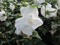 Hibiscus syriacus White Chiffon - (Hibiskus /...