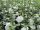 Hibiscus syriacus White Chiffon - (Hibiskus / Garteneibisch White Chiffon)