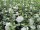 Hibiskus / Garteneibisch White Chiffon (Hibiscus syriacus)