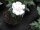 Hibiskus / Garteneibisch Jeanne D´Arc (Hibiscus syriacus)