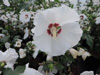 Hibiscus syriacus Red Heart - (Hibiskus / Garteneibisch...