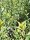 weißbunter ovalblättriger Liguster (Ligustrum ovalifolium argenteum)