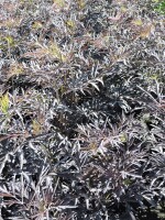 Sambucus nigra Black Lace (schwarzer Holunder) Fliederbeere