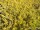 weiße Besenheide Gold Haze (calluna vulgaris)