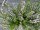 zartrosa Besenheide Radnor (calluna vulgaris)