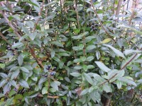 gemeiner Liguster vulgare (Ligustrum vulgare)