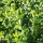 gemeiner Liguster vulgare (Ligustrum vulgare) Wurzelware 30-50 cm