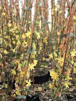 Echter Winterjasmin (Jasminum nudiflorum) Topfware 60-80 cm