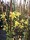Echter Winterjasmin (Jasminum nudiflorum) Topfware 60-80 cm