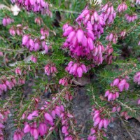 rosarote Winterheide Kramer´s Rote (erica darleyensis)