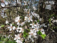 Schlehe Schwarzdorn Schlehdorn (Prunus spinosa)...