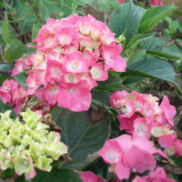 Bauernhortensie Bouquet Rose (Hydrangea macrophylla) im...