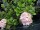 Bauernhortensie Bouquet Rose (Hydrangea macrophylla Bouquet Rose) Containerware / 30-40 cm hoch,