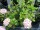 Bauernhortensie Bouquet Rose (Hydrangea macrophylla Bouquet Rose) Containerware / 30-40 cm hoch,
