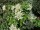 Hydrangea petiolaris - (Kletterhortensie) Containerware / 60-100 cm hoch,